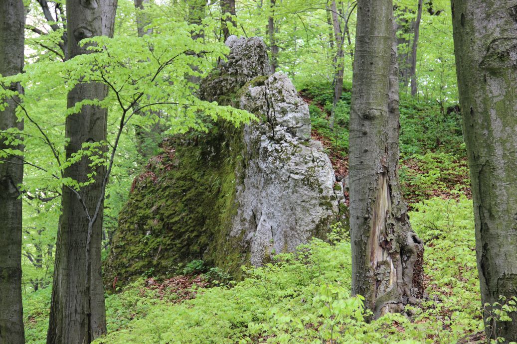 fot.R.Rębisz